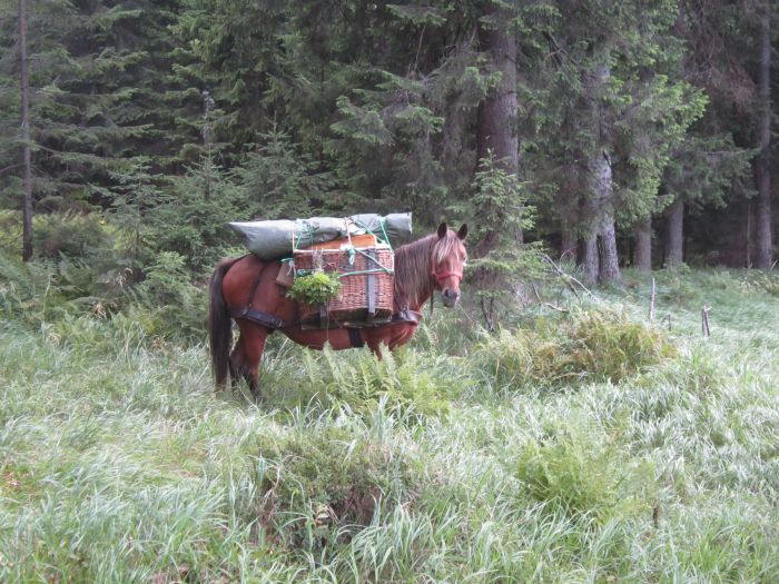 Randonn&eacute;e d'aventure des Carpates