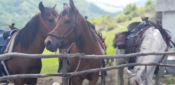 Sur les traces du Miyak