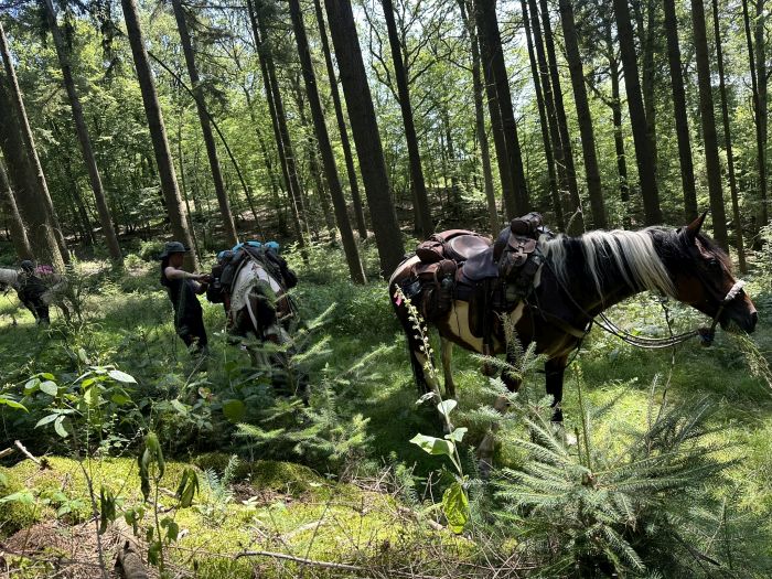 Chevauchées de rêve dans le Hunsrück et le Palatinat du Nord