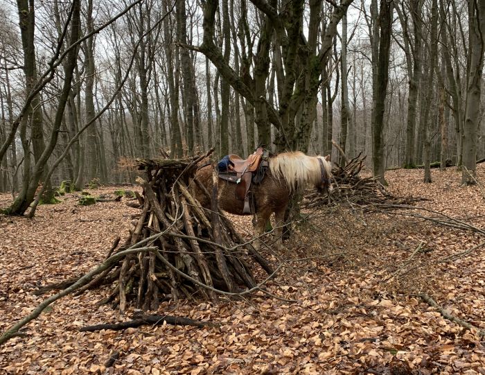 Chevauchées de rêve dans le Hunsrück et le Palatinat du Nord