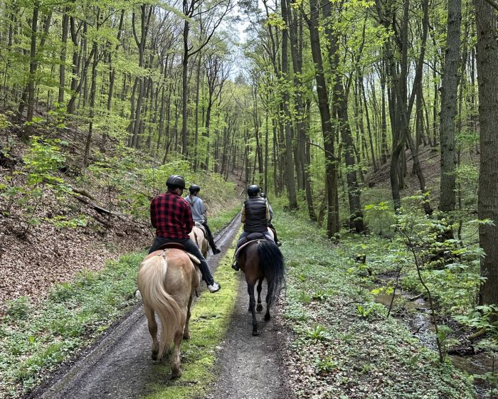 Chevauchées de rêve dans le Hunsrück et le Palatinat du Nord