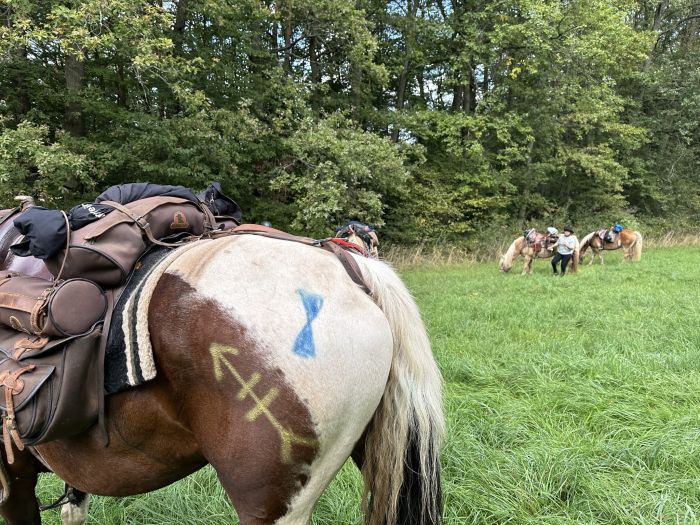Chevauchées de rêve dans le Hunsrück et le Palatinat du Nord