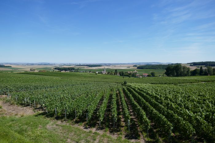 Chevauchée pétillante à travers la Champagne