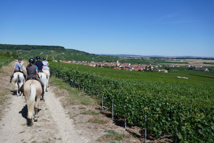 Chevauchée pétillante à travers la Champagne