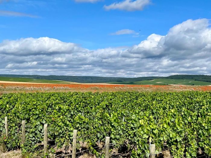 Chevauchée pétillante à travers la Champagne