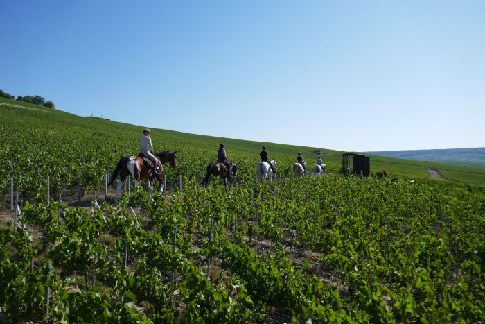 Chevauchée pétillante à travers la Champagne