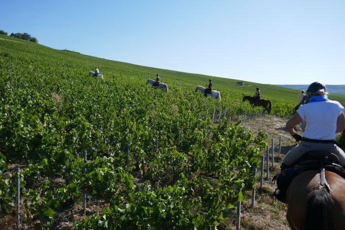 Chevauchée pétillante à travers la Champagne