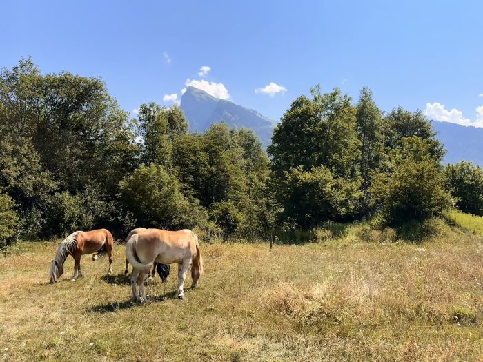 Randonn&eacute;e &agrave; travers les Alpes fran&ccedil;aises (4/5 jours)
