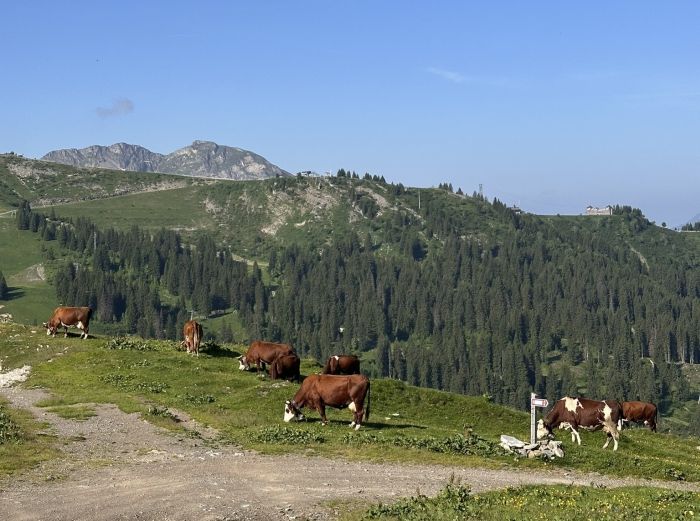 Randonn&eacute;e &agrave; travers les Alpes fran&ccedil;aises (4/5 jours)