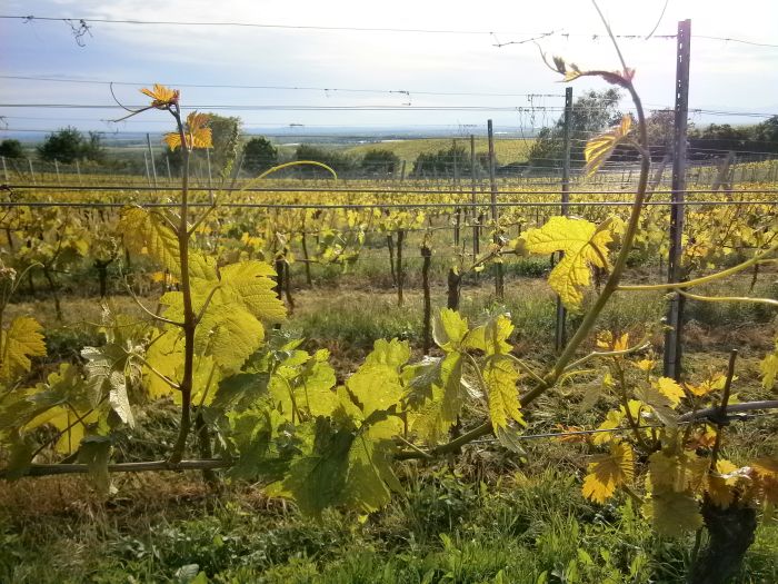 Sancerre - Le vin, mais aussi le Whisky