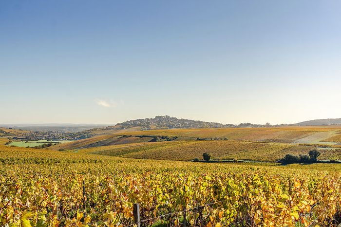 Sancerre - Le vin, mais aussi le Whisky