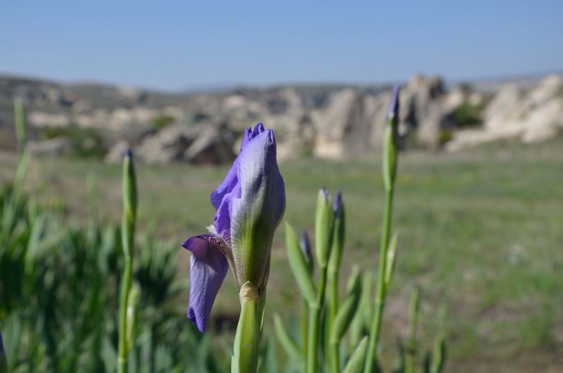 La Cappadoce au galop
