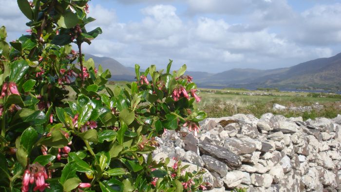 Trail de Killarney Reeks