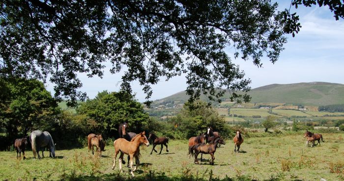 Trail de Killarney Reeks