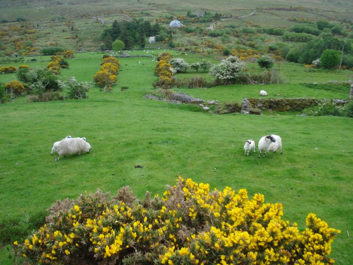 Trail de Killarney Reeks