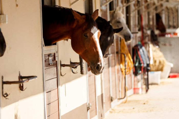 Apprentissage de l'anglais et équitation pour les adolescents