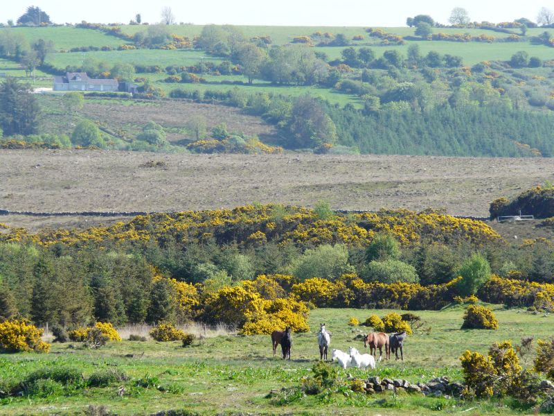 École d'équitation du comté de Galway