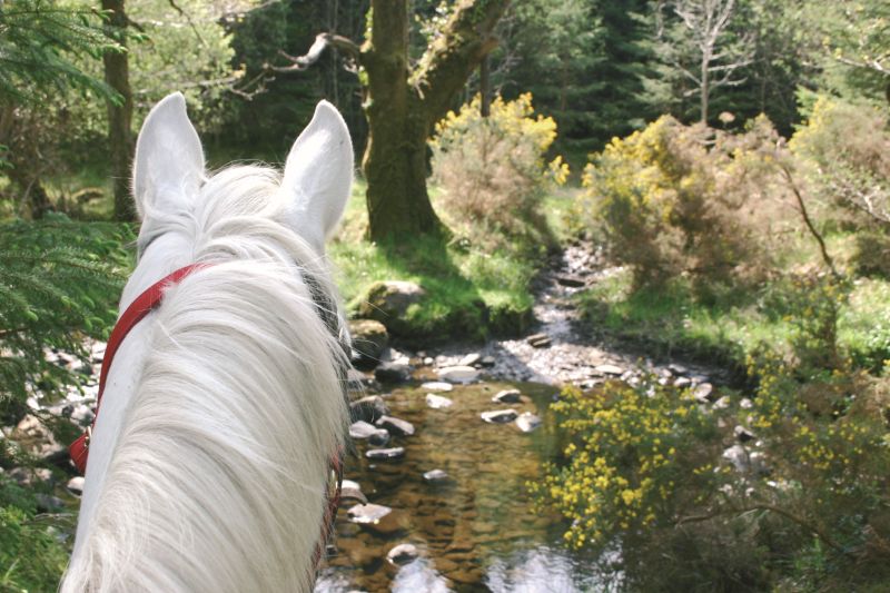 École d'équitation du comté de Galway