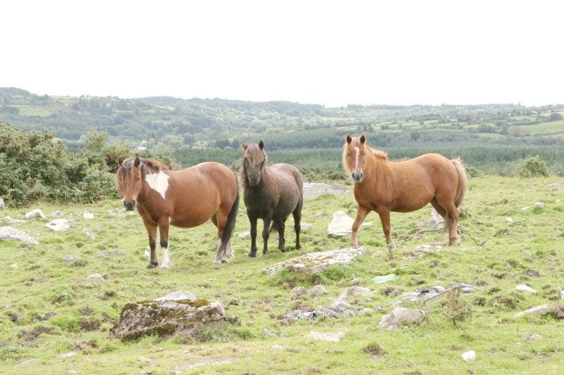 École d'équitation du comté de Galway