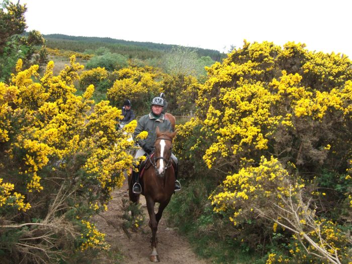 École d'équitation du comté de Galway