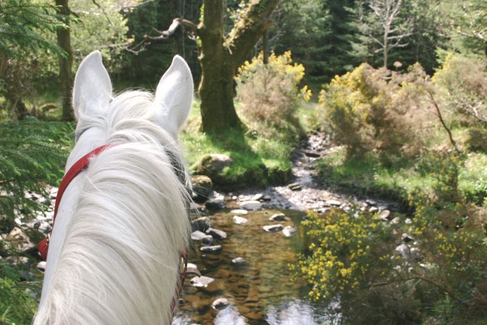 École d'équitation du comté de Galway