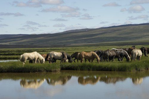 Les trésors de Borgarfjördur