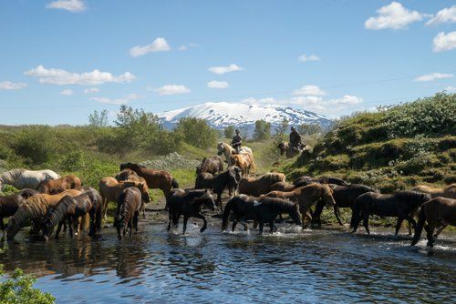 Les trésors de Borgarfjördur