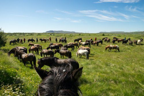 Les trésors de Borgarfjördur