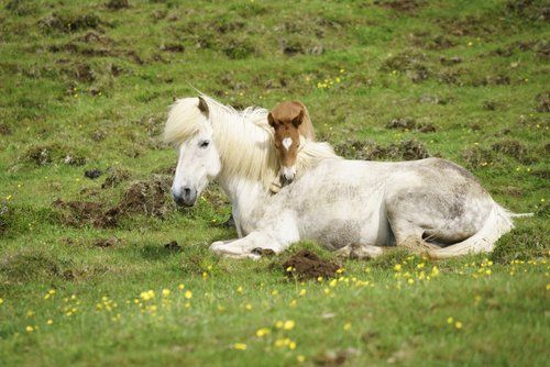 Les trésors de Borgarfjördur