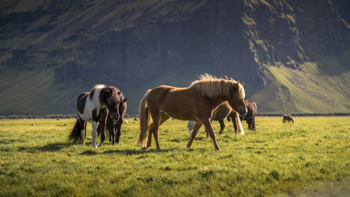 Les tr&eacute;sors de Borgarfj&ouml;rdur