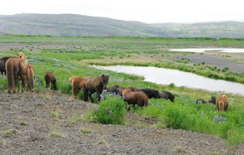Les trésors de Borgarfjördur