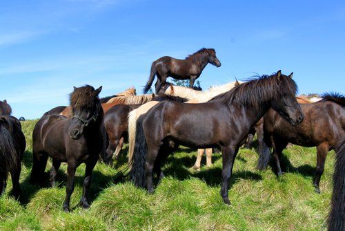 Les trésors de Borgarfjördur