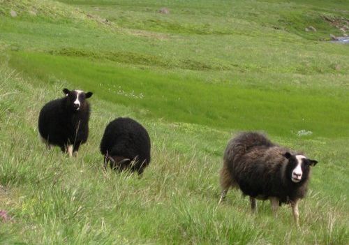 Les trésors de Borgarfjördur