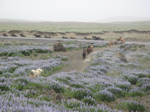 Randonnée de Kjölur
