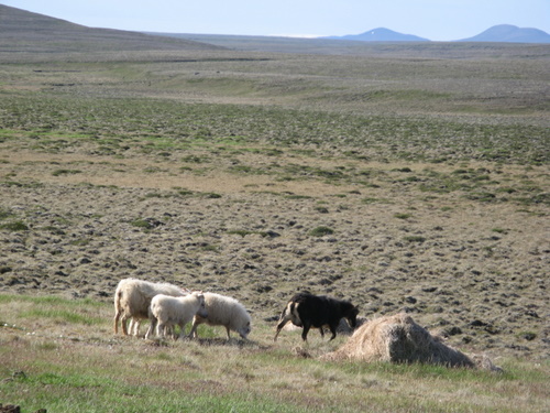 Randonnée de Kjölur