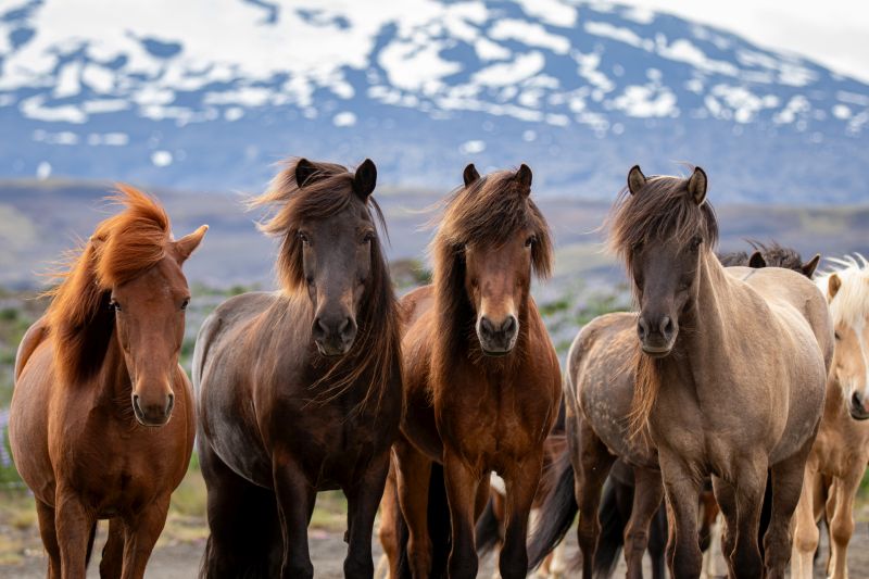 South Iceland Ride - la randonnée classique
