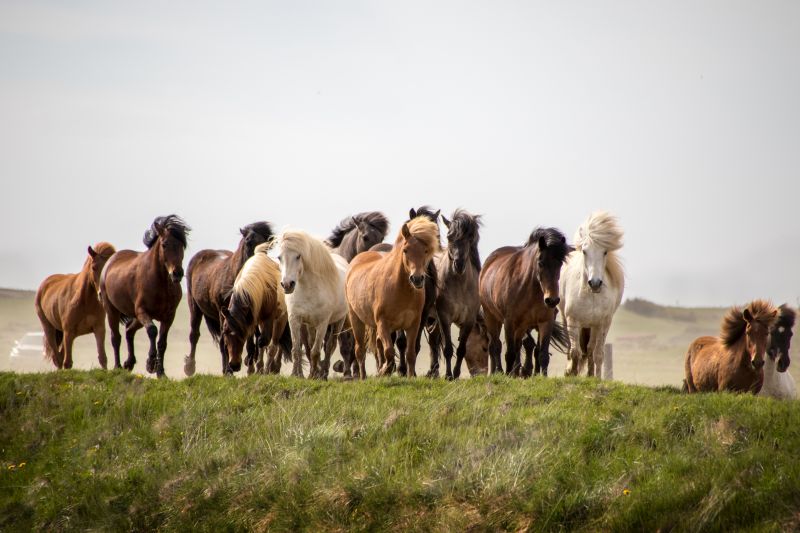 South Iceland Ride - la randonnée classique