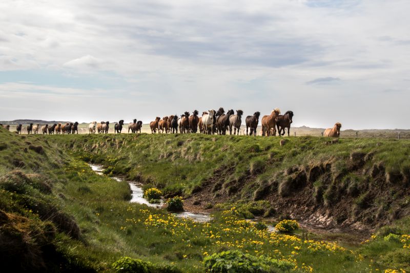 South Iceland Ride - la randonnée classique