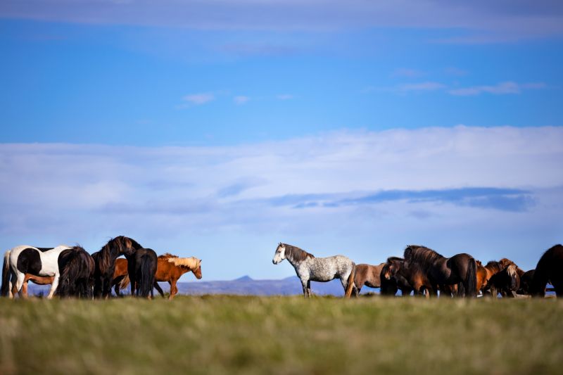 South Iceland Ride - la randonnée classique