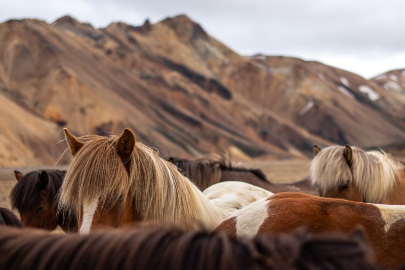 Balade à Landmannalaugar