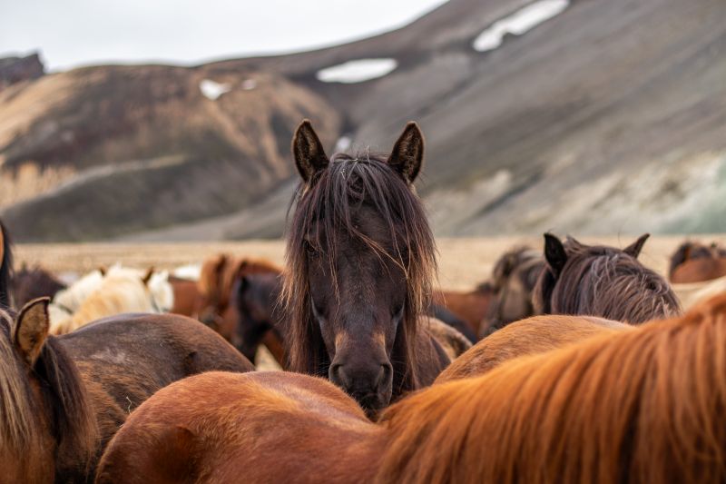Balade à Landmannalaugar
