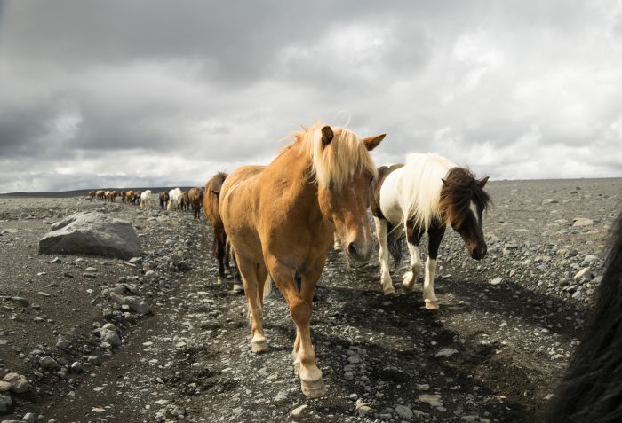 Chevaucher sur le Sprengisandur