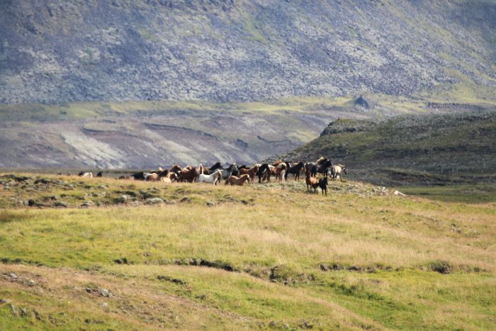 Chevaucher sur le Sprengisandur