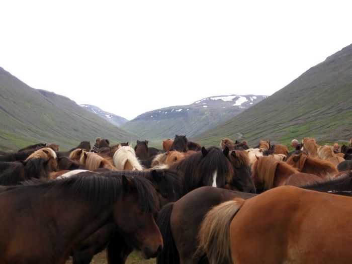 Chevaucher sur le Sprengisandur