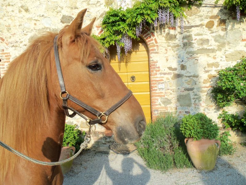 Châteaux du Chianti et promenades à cheval sur le thème du vin
