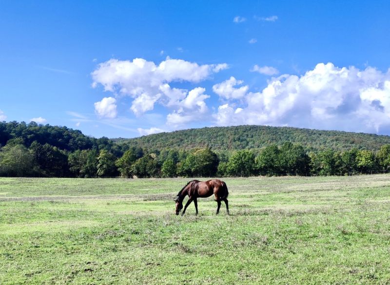Châteaux du Chianti et promenades à cheval sur le thème du vin
