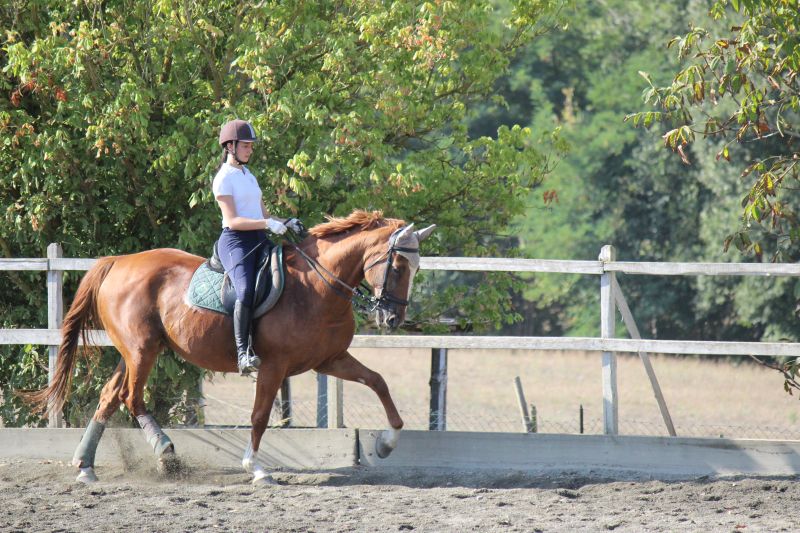 Châteaux du Chianti et promenades à cheval sur le thème du vin
