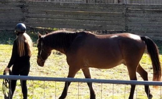 Costa Smeralda - Ferme &eacute;questre au bord de la mer