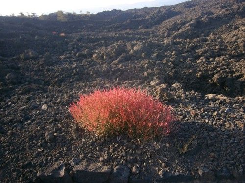 Randonnée du parc naturel de l'Etna