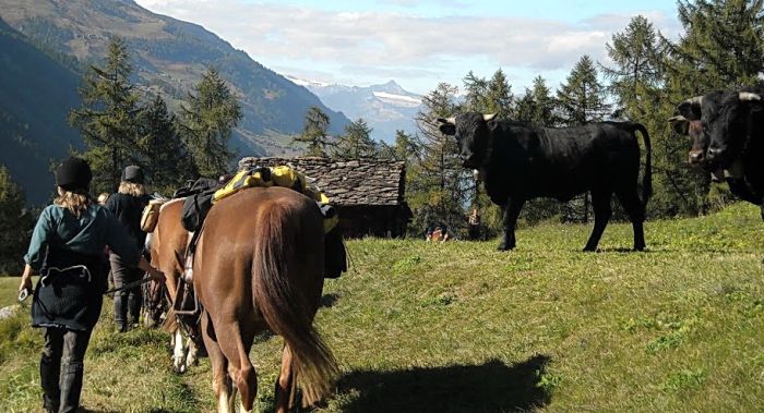 Randonnées dans les Alpes valaisannes